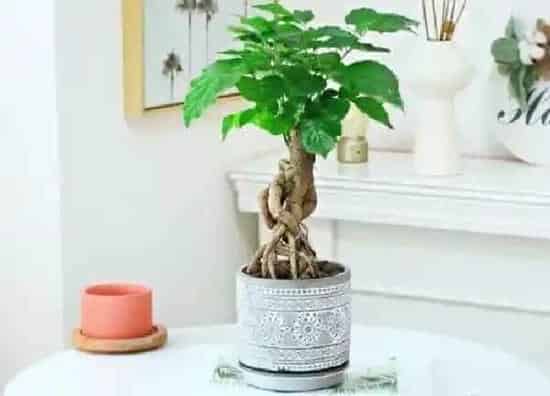 植物浇水|绿宝多长时间浇一次水
