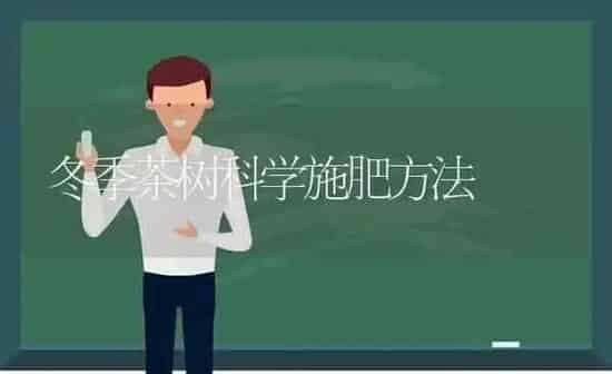 冬季茶树科学施肥方法 | 种植肥料施肥