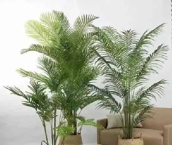 植物移栽|散尾葵用深盆还是浅盆好 适合用多深的盆养殖