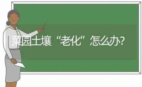 菜园土壤“老化”怎么办？ | 蔬菜种植
