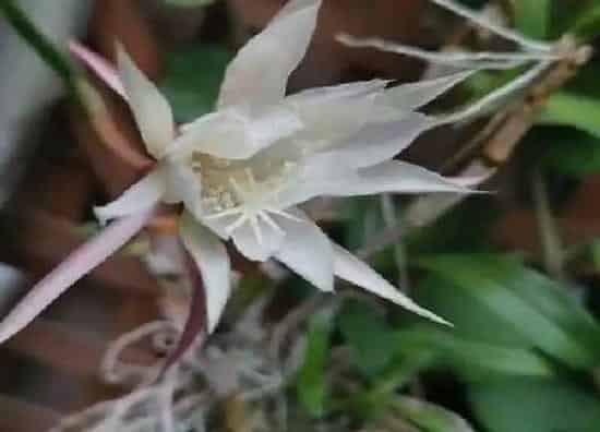 养殖科普|昙花喜不喜欢阳光