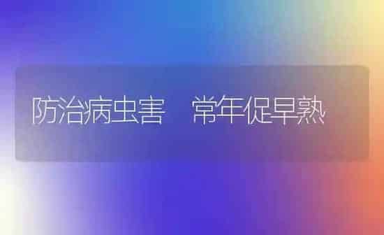 防治病虫害 常年促早熟 | 种植病虫害防治