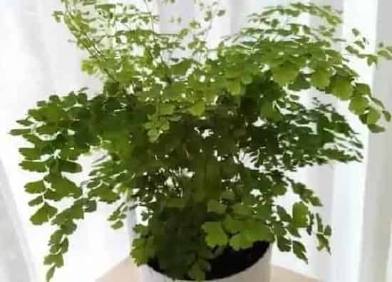 种植土壤|铁线蕨配土方法与种植土壤
