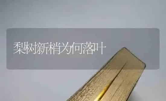 梨树新梢为何落叶 | 瓜果种植