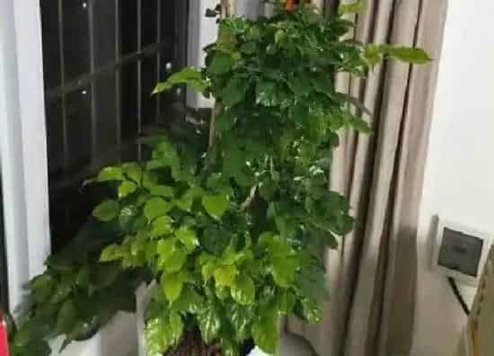 植物浇水|绿宝多长时间浇一次水