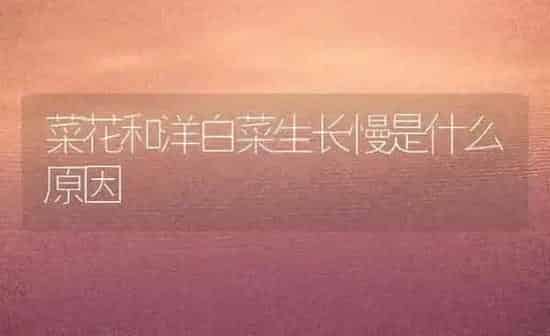菜花和洋白菜生长慢是什么原因 | 蔬菜种植