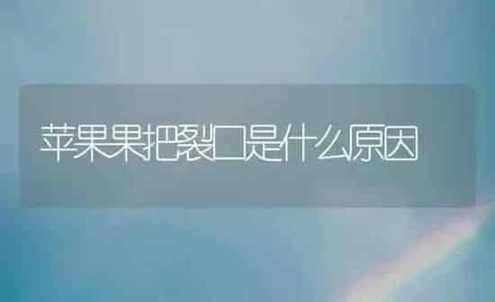 苹果果把裂口是什么原因 | 瓜果种植
