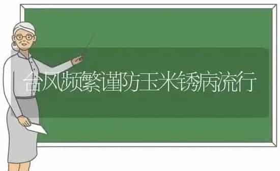 台风频繁谨防玉米锈病流行 | 粮油作物种植