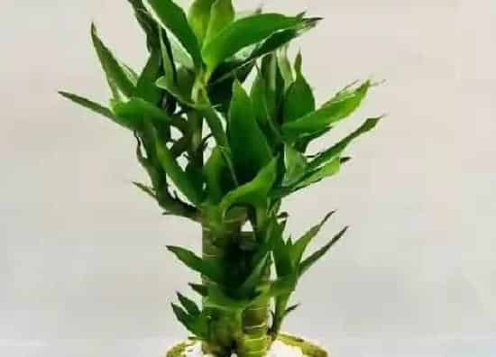 养殖方法|荷花竹怎么水培养殖方法