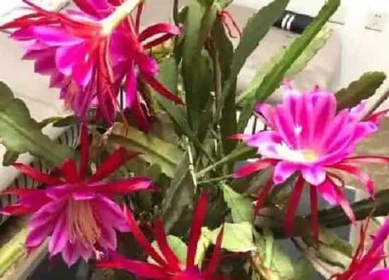 养殖方法|荷花令箭怎么养护方法
