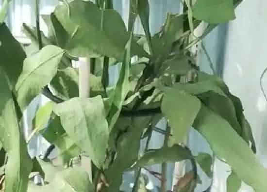 养殖科普|昙花喜不喜欢阳光