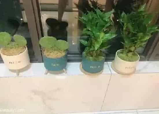 养殖方法|荷花竹怎么水培养殖方法
