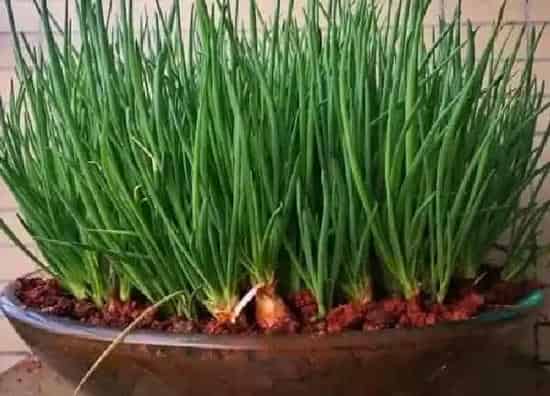 植物换土|种葱用什么土最好