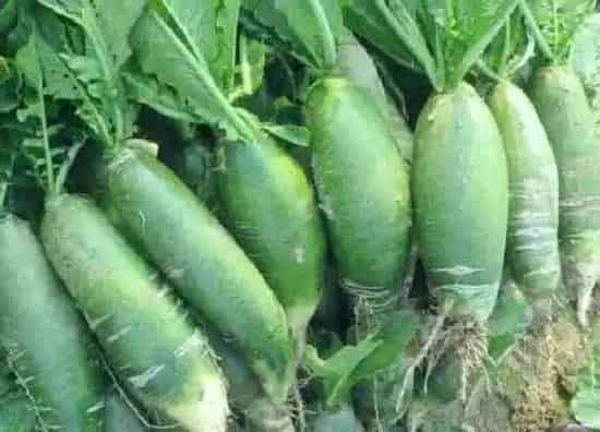 植物播种|冬萝卜什么时候播种合适
