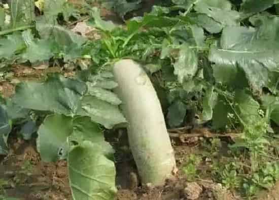 植物播种|冬萝卜什么时候播种合适