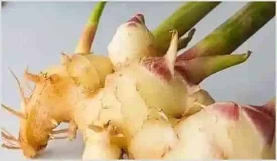 生姜芽怎么种 | 养殖技术