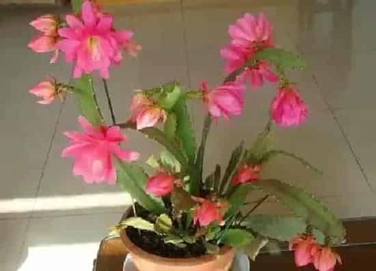 养殖方法|荷花令箭怎么养护方法