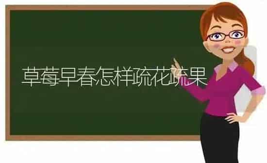 草莓早春怎样疏花疏果 | 瓜果种植