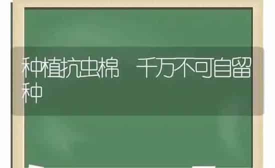 种植抗虫棉 千万不可自留种 | 植物种植百科