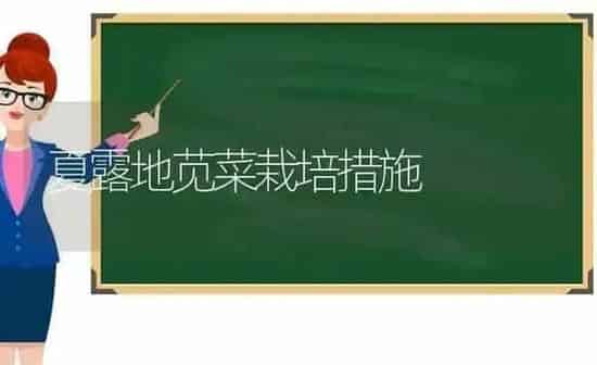 夏露地苋菜栽培措施 | 蔬菜种植