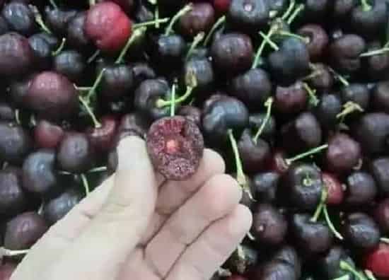 果实科普|车厘子哪个品种最好吃（目前最好的车厘子品种排名）