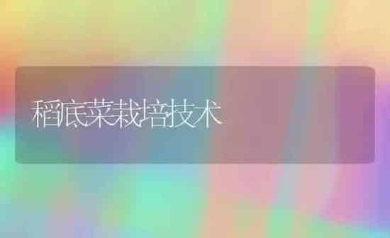 稻底菜栽培技术 | 蔬菜种植