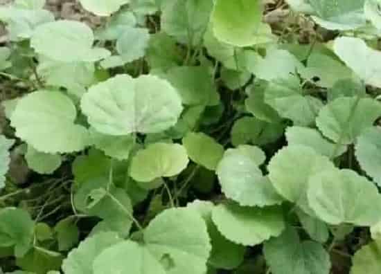 植物百科|马蹄菜又叫什么名字