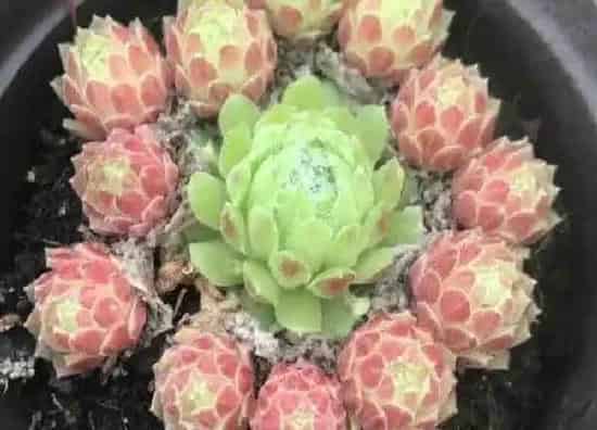 养殖方法|草莓卷娟多肉怎么养殖方法