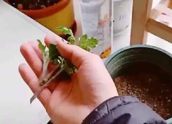 植物扦插|木菊几月份扦插最好