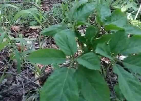 植物百科|西洋参生长在什么地方