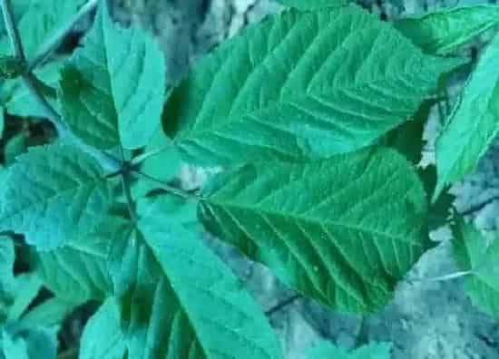 植物百科|西洋参生长在什么地方
