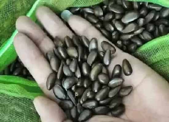 种植管理|释迦果籽可以种吗