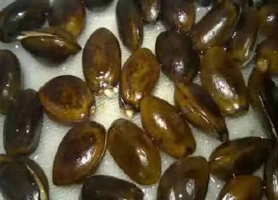 种植管理|释迦果籽可以种吗