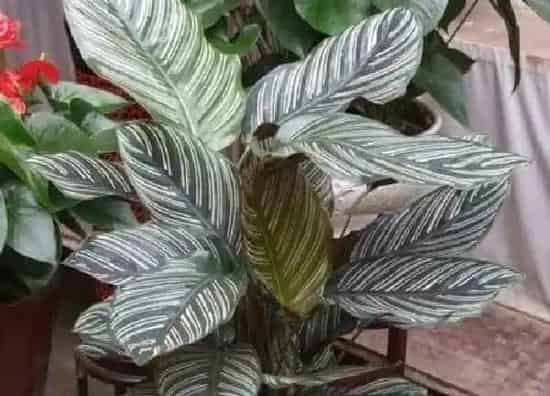 植物浇水|竹芋多久浇一次水
