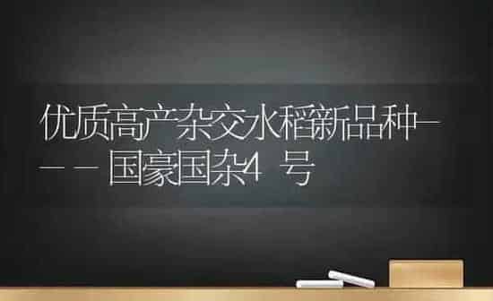 优质高产杂交水稻新品种---国豪国杂4号 | 粮油作物种植