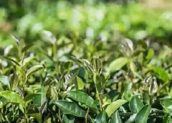 植物产地|铁观音是哪里产的