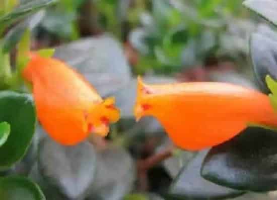 植物浇水|淘米水可以浇金鱼吊兰吗 浇淘米水正确方法