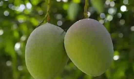 芒果烂果原因病虫害介绍 | 种植施肥