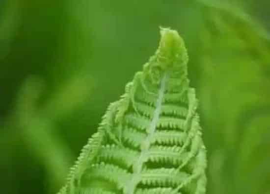 绿植|蕨类植物适合家里养吗 家里有蕨类植物好不好