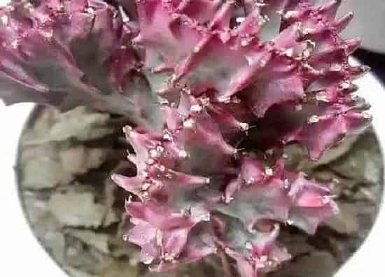 植物浇水|麒麟移盆后要浇水吗