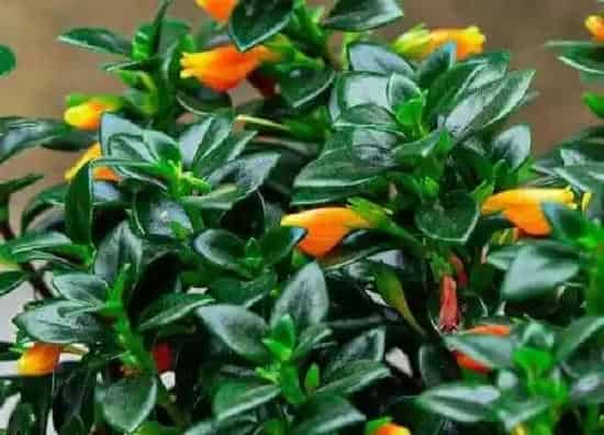 植物浇水|淘米水可以浇金鱼吊兰吗 浇淘米水正确方法