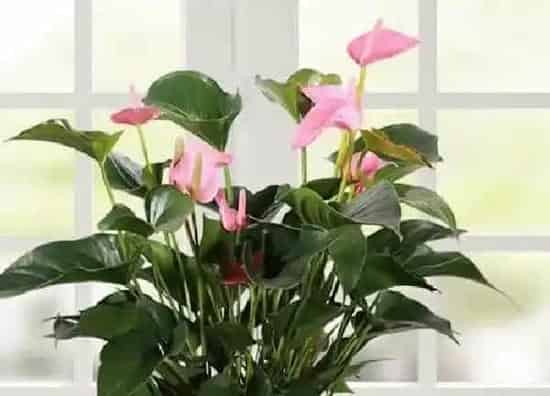 植物浇水|粉掌几天浇一次水最好