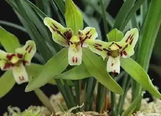 花朵诊疗|兰花促花方法 人工催花技术要领