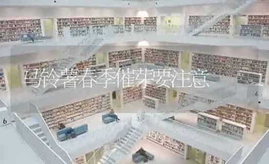 马铃薯春季催芽要注意 | 粮油作物种植