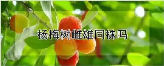 杨梅树雌雄同株吗 | 养殖技术