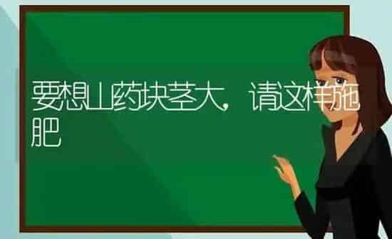 要想山药块茎大，请这样施肥 | 种植肥料施肥