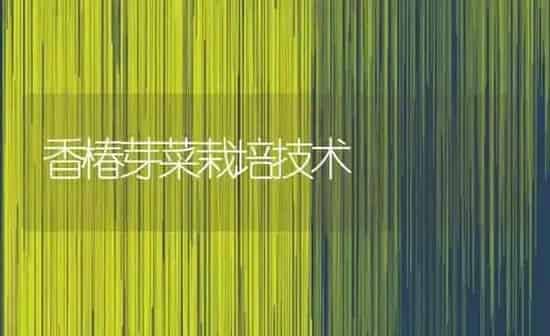 香椿芽菜栽培技术 | 蔬菜种植