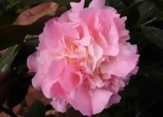 养殖科普|香妃茶花好养吗 养殖方法和养护要点