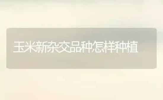 玉米新杂交品种怎样种植 | 植物种植百科