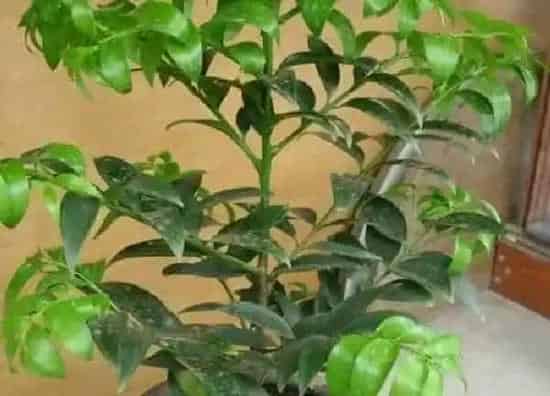 养殖方法|竹柏可以水养吗